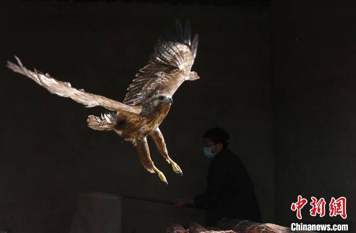 杏鑫娱乐：云南昆明放归一批飞禽 二级重点保护动物达55只